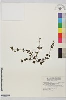 貧子水苦賈藏品圖，第1張