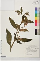 康復力藏品圖，第1張