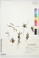能高刀傷草藏品圖，第1張