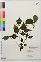 樺葉莢迷、玉山莢迷藏品圖，第1張