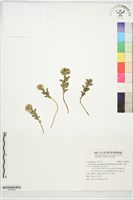 穗花八寶藏品圖，第1張
