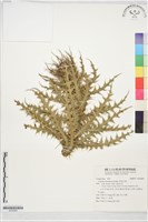 阿里山薊藏品圖，第1張