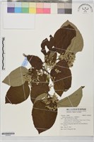 大葉捕魚木藏品圖，第1張
