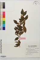 呂宋莢迷藏品圖，第1張