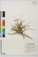 抱鱗宿柱薹藏品圖，第1張