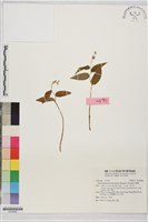 鹿藥藏品圖，第1張