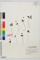 匍枝銀蓮花藏品圖，第1張