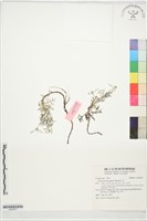 山艾藏品圖，第1張