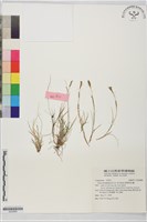 線葉宿柱薹藏品圖，第1張