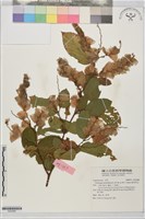 佛來明豆藏品圖，第1張