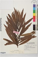 水楊梅、水柳仔藏品圖，第1張