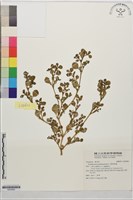 假海馬齒藏品圖，第1張