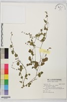 小葉括根藏品圖，第1張