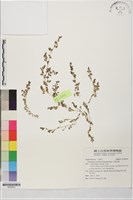 小葉大戟藏品圖，第1張