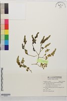 澎湖爵床藏品圖，第1張