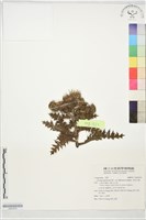 長苞小薊藏品圖，第1張