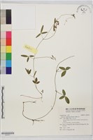 澎湖大豆藏品圖，第1張