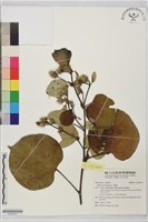 黃槿藏品圖，第1張