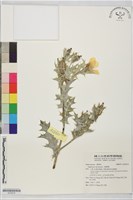 薊罌粟藏品圖，第1張