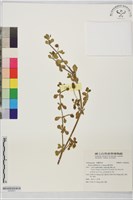 鴨舌黃藏品圖，第1張