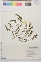 澎湖爵床藏品圖，第1張