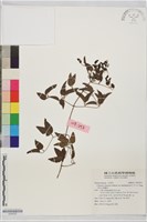 大肚山威靈仙藏品圖，第1張