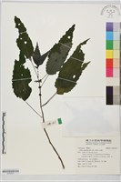 長柄冷水麻藏品圖，第1張