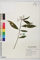 珠砂根藏品圖，第1張