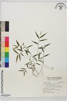 弓果黍藏品圖，第1張