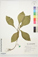 薄葉艾納香藏品圖，第1張