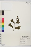 毛藥花藏品圖，第1張