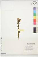 臺灣紺菊藏品圖，第1張