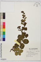 九芎藏品圖，第1張