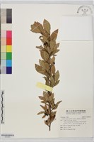 白葉釣樟藏品圖，第1張