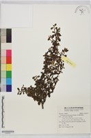 玉山鋪地蜈蚣藏品圖，第1張