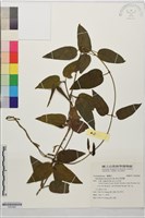絨毛芙蓉蘭藏品圖，第1張