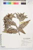 森氏薊藏品圖，第1張