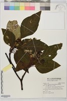 臺灣擦樹藏品圖，第1張