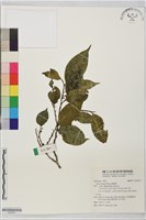 澀葉榕藏品圖，第1張