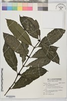 雞屎樹藏品圖，第1張