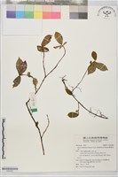 菱葉濱榕藏品圖，第1張