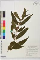 細葉紫珠、紅面將軍藏品圖，第1張