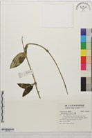 毬蘭藏品圖，第1張