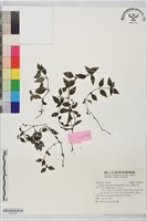 台灣新耳草藏品圖，第1張