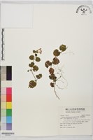 鈴木草、假馬蹄草藏品圖，第1張
