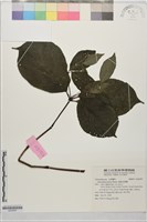 寬葉金粟蘭藏品圖，第1張
