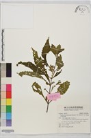 台灣假糙蘇藏品圖，第1張