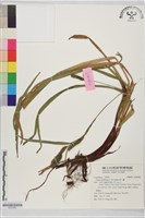 林下薹藏品圖，第1張