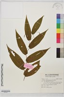 鈴木油點草藏品圖，第1張
