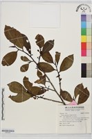 紅淡比藏品圖，第1張